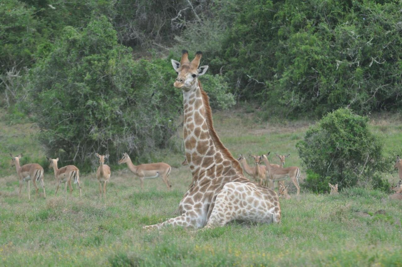 Hopewell Private Game Reserve Buyskloof 외부 사진