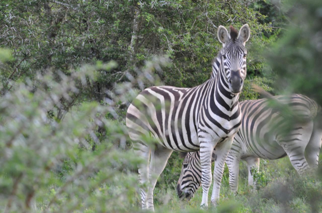 Hopewell Private Game Reserve Buyskloof 외부 사진