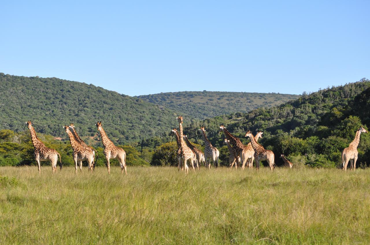 Hopewell Private Game Reserve Buyskloof 외부 사진