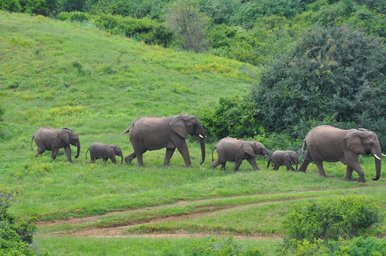 Hopewell Private Game Reserve Buyskloof 외부 사진