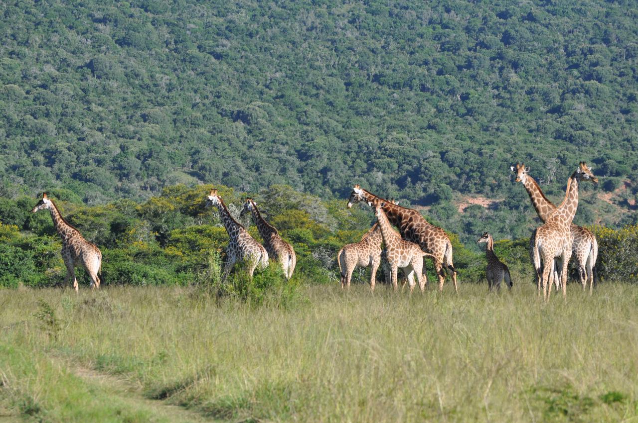 Hopewell Private Game Reserve Buyskloof 외부 사진